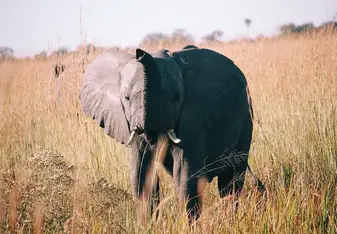 Elephant
