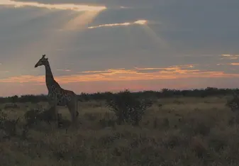 Giraffe 