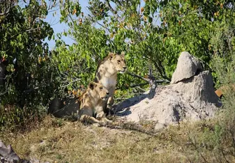 Lion
