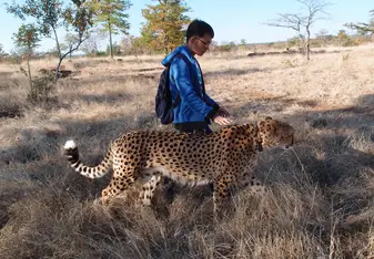 Walking with a cheetah