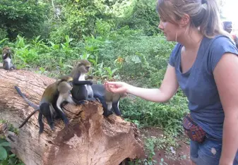 woman feeding monkeys in forest