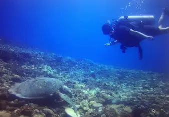 Turtle's City