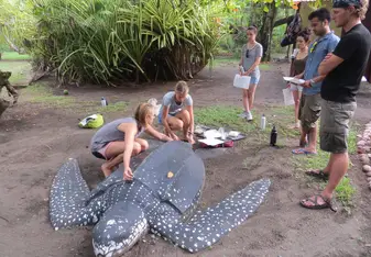 Training turtle data collecting 