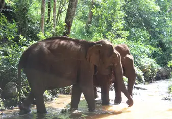 watching elephants at the Elephant Valley Project 