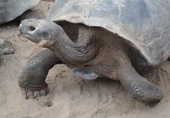 Giant Tortoise that is native to the Galapagos
