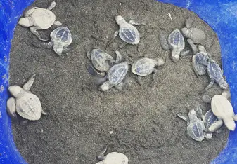 Baby Turtles