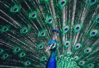 Peacock Garden