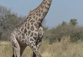 Giraffe