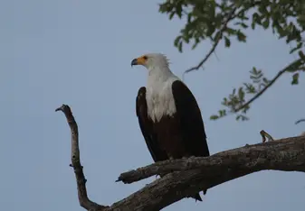 African Fish Eagle