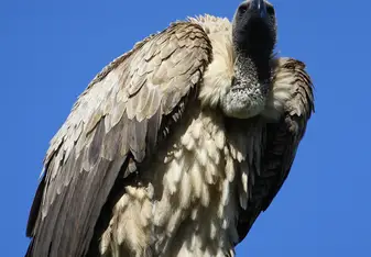 White-backed vulture