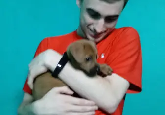The hidden joys of teaching in someone's house...puppies!