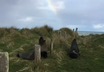 New Zealand sea lions 