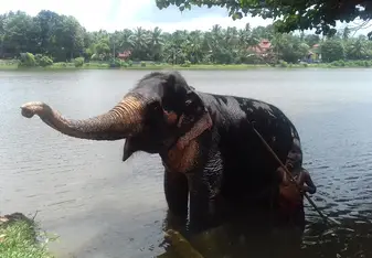 Elephants