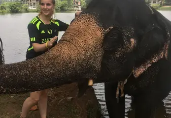 Elephants