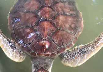 Turtles