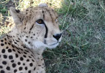 Cheetah