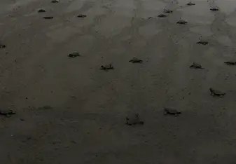 Turtle Release 