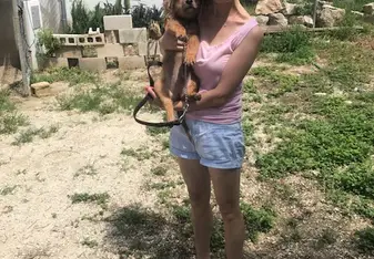 Cute puppy