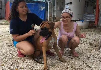 A big doggie Boxer