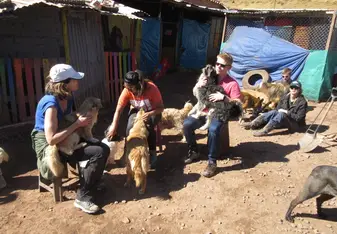 Dog shelter