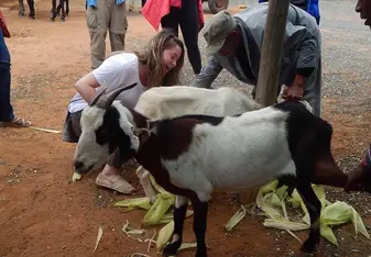 Milking a goat in Kanye, Botswana