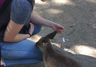 Petting a wallaby