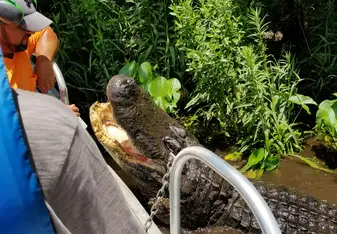 Alligator in Water on Airboat Tour