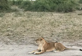 Lioness