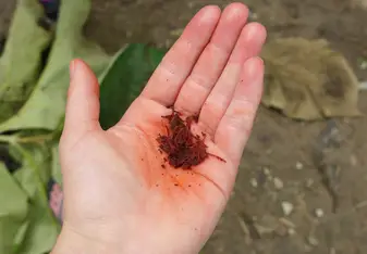"Bleeding Trees: Children's Home 