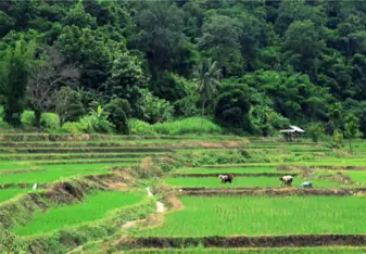 The beautiful scenery  of Northern Thailand