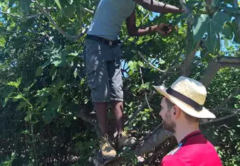 Guest of the project picking fresh figs from the tree