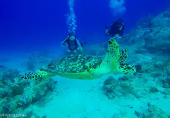 Hawksbill 