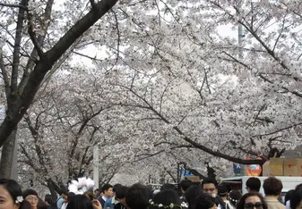 Yeouido, Cherry Blossom season