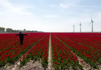 tulip fields in the Netherlands