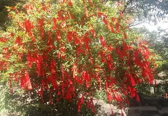 Good luck ribbons tied to a tree