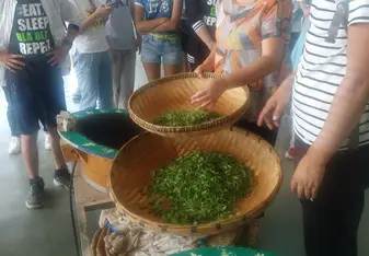 The tea we picked with our host siblings