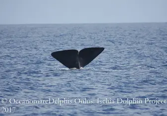 Brunone, young male sperm whale.