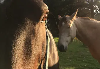 Horses I Worked With