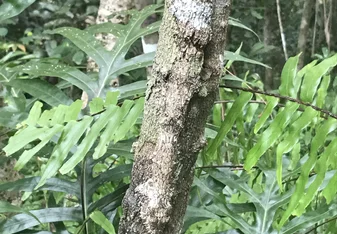 Leaf-tailed gecko