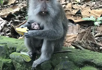 Ubud Monkey Forest