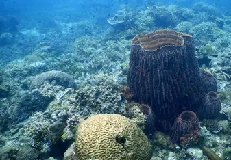 Coral reef