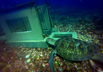 Turtle