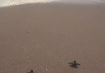 Picture of the Turtle release