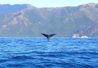 Kaikoura field course 