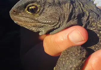 Tuatara 