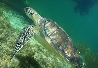Turtle!