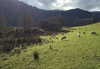 County Wicklow 