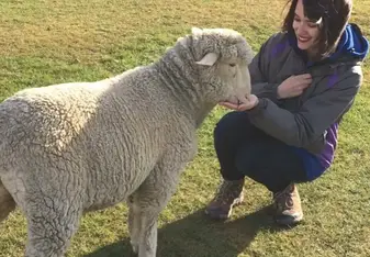 Feeding a sheep in Queenstown 