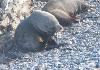 So many seals so close to the city of Wellington