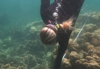 Coral studies in Koh Tao